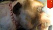 Italian surgeon performs successful head transplant of monkey