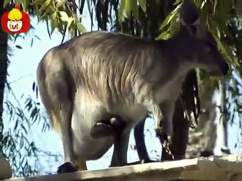 Czas zwierząt Struś + Kangur, dla dzieci