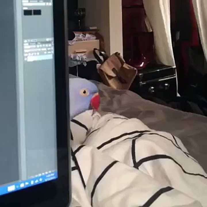 Bird plays Peek A Boo around laptop | ORIGINAL