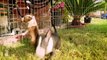 Sleepy Miniature Bull Terrier Puppies - Puppy Love