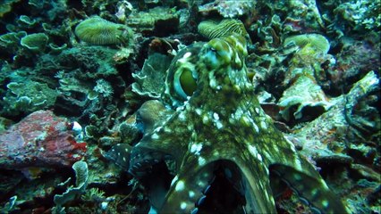 Accouplement entre Octopus aux iles Gili, partie 1