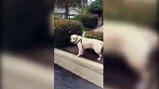 Dog like to play after rain - So positive video (Funny dog)
