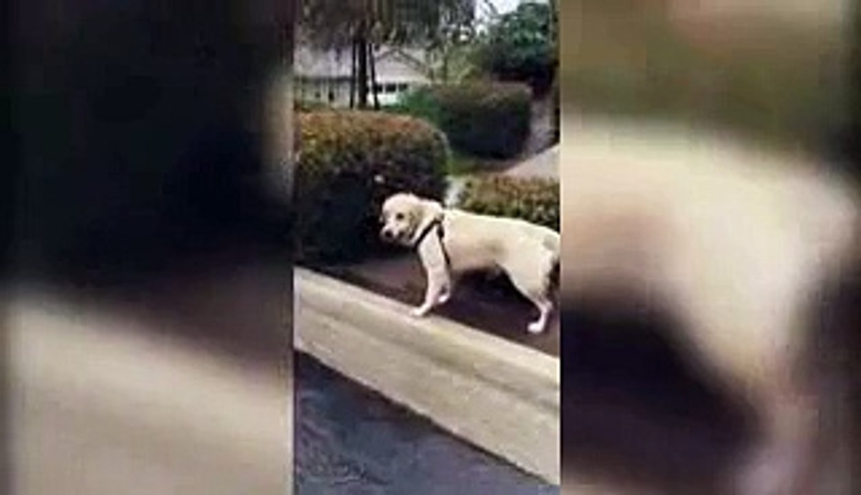 Dog like to play after rain - So positive video (Funny dog)