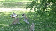 200705 - VICFALLS 253