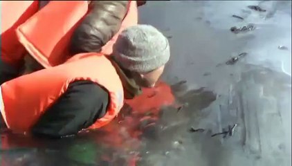 Buzz : Un cachalot échoué sur une plage secouru au Japon !