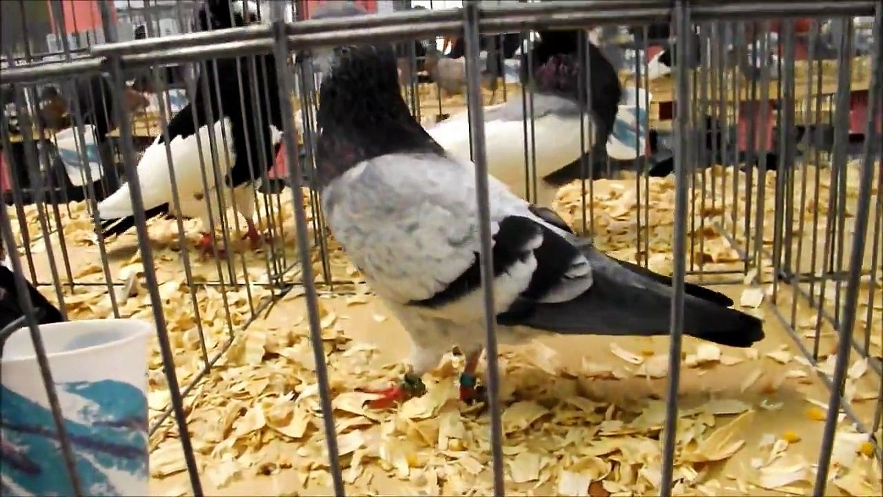 Güvercin Show - Ocala Florida / Pigeon Show - Ocala Florida
