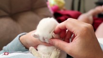 Ces bébés lapins ont du mal à rester éveillés... Trop adorable