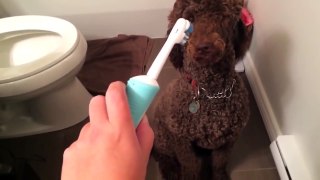Funny cute dog shows teeth. Laughing so much