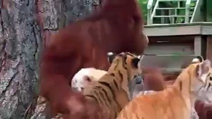 Holidog - Orangutan babysits tiger cubs