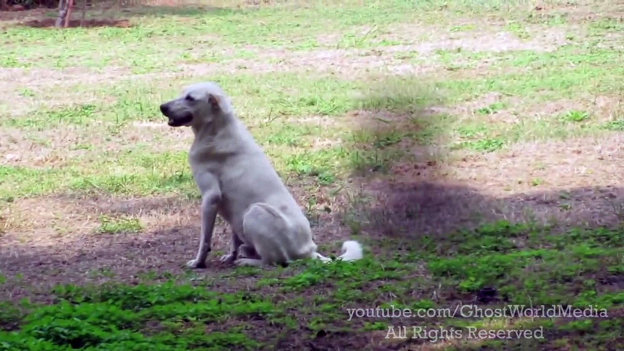 Caught On Camera Dog Sprit Entering In To Dog Body