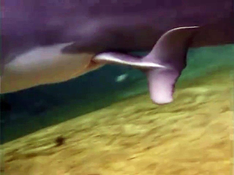 Cerebro Digital - Increíble nacimiento de un Delfín