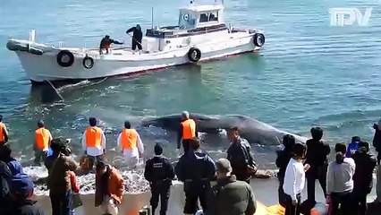 Les habitants sauvent un cachalot long d'une dizaine de mètres échoué sur la plage