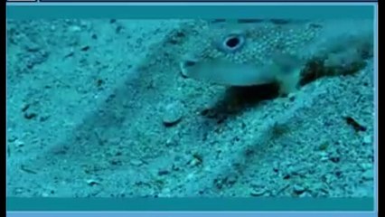 شاهد بنفسك السمكة الفنانة قمة الابداع والروعة