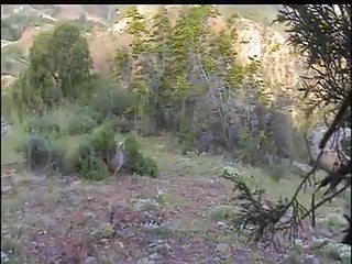 jangli janwar aur unki awaz kitni piyari hy