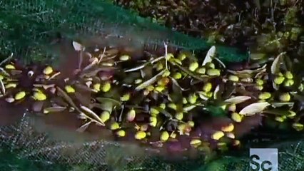 How Its Made 653 Olive Oil