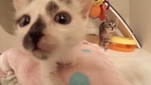 24 hours in a kitten nursery is the cutest video you've seen!