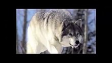 NSZ - najbardziej wyklęci żołnierze