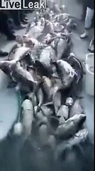 La vidéo d'une pêche non pas miraculeuse mais qui est un vrai génocide sous-marin