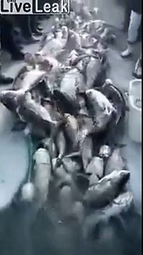 La vidéo d'une pêche non pas miraculeuse mais qui est un vrai génocide sous-marin