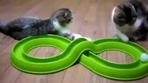 RETO: Intenta ver este Video SIN REIRTE! Los Gatos más graciosos del mundo
