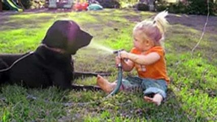 Labradors Are Awesome
