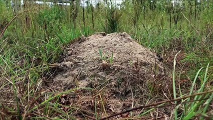 Terk Edilmiş Ateş Karıncası Kolonisine Erimiş Alüminyum Dökü