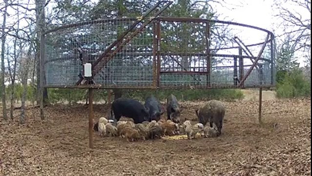 Yaban Domuz Sürüsünü Yakalama Sistemi Yok Böyle Bir Şey