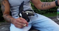 L'oiseau qui veux fumer un joint de cannabis