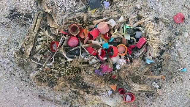 Il installe une caméra sur cette île paradisiaque puis ce qu'il capte est terrible.