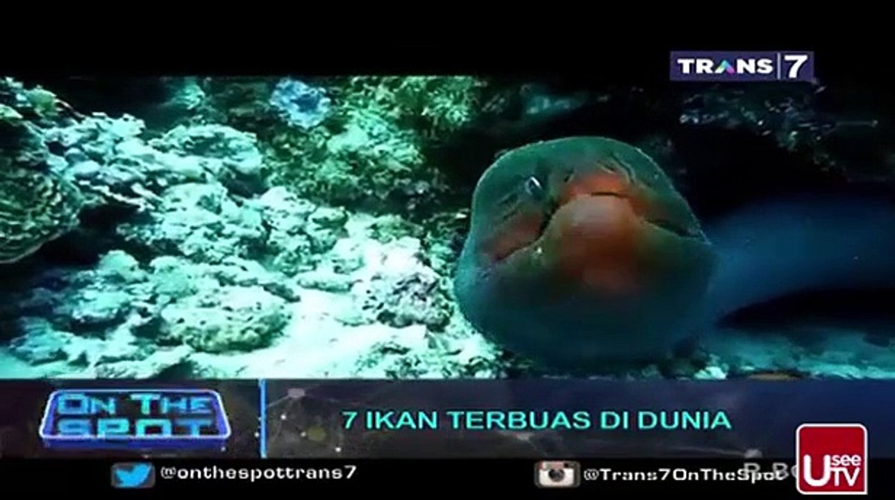 7 IKAN TERBUAS DI DUNIA