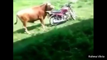 Funny video Fall motorcycle Make Laughing