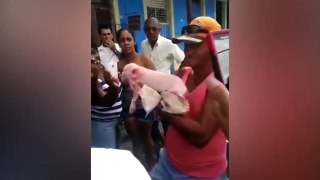 Shocking Video PIGLET BORN With The HEAD a MONKEY 'MUTANT' at Ciego de Avila in central Cuba