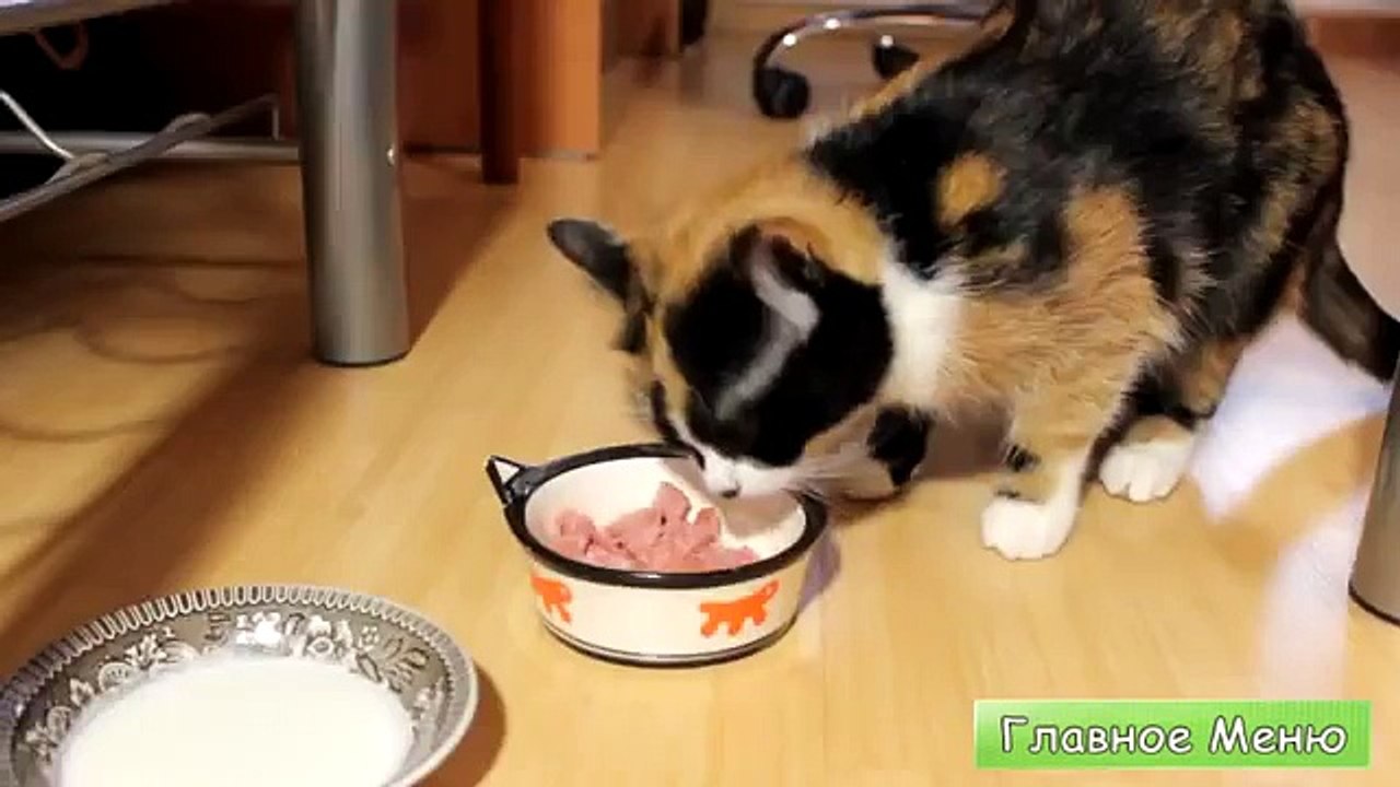 Funny Videos