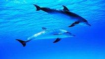 8 HOURS Relaxing Music ~ Dolphin Sounds | Sleep Background - Meditation - Spa - Yoga - Tai chi