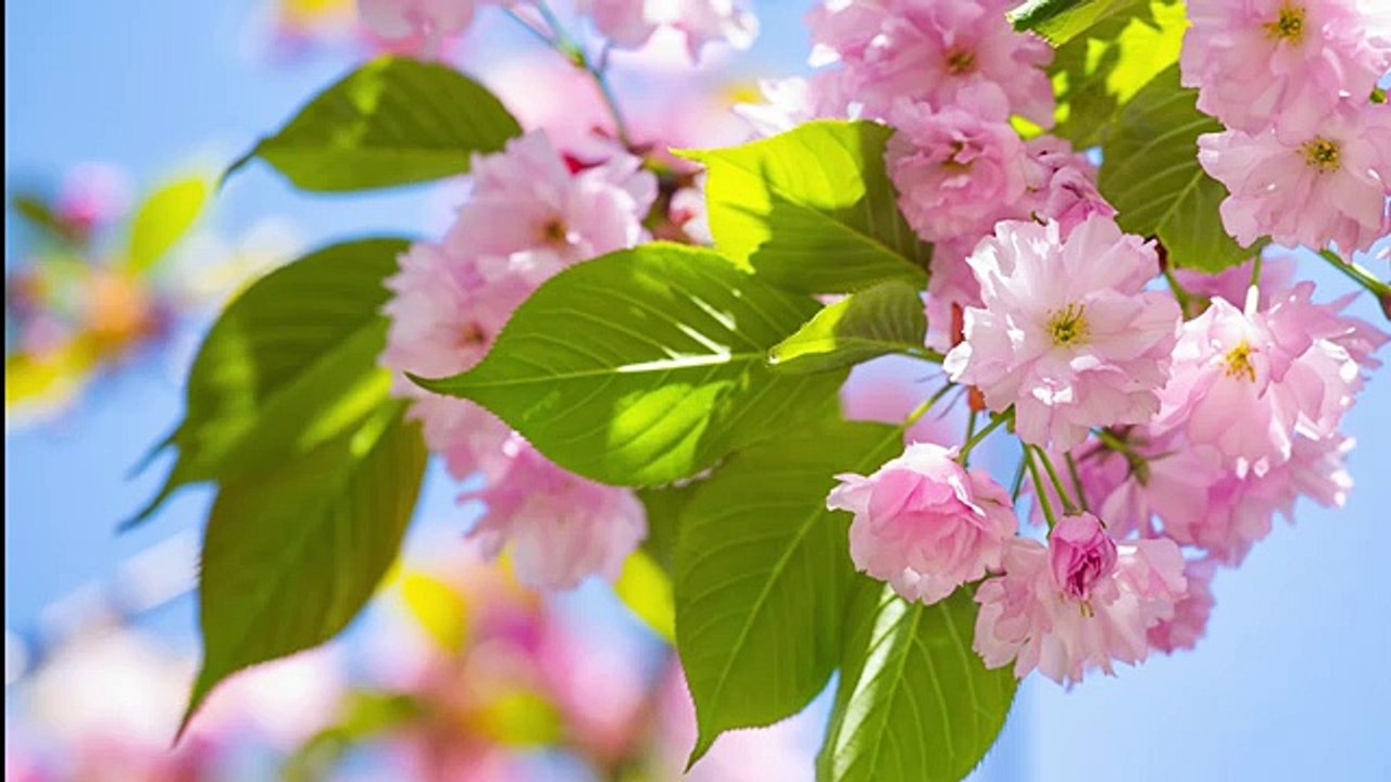 Romantik Piyano Terapi Meditasyon Müziği Dinlendici Müzikler (3-Saat)