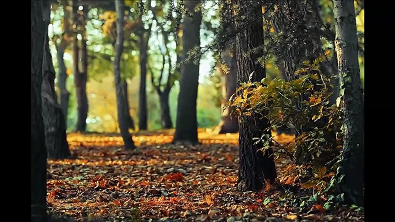 2 Saatlik Rahatlama Meditasyon Dogadaki KuŞ Sesleri