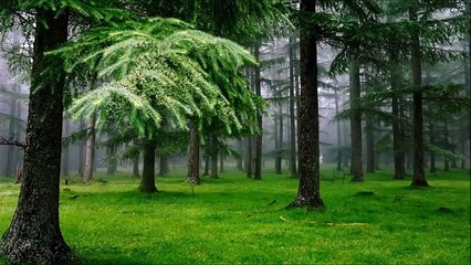 15 dakikalık Yağmur Fonlu Meditasyon Müzikleri - 15 Minutes Meditation Musics with Rain