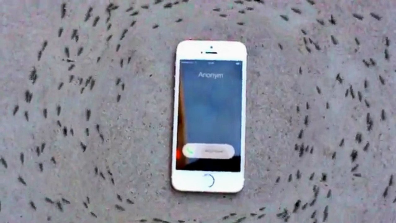 Ants Revolve Around iPhone When It Rings
