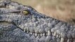 Wild discovery channel documentary films CROC ZILLA King of Crocodiles NATIONAL GEOGRAPHIC