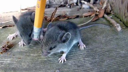 Cute Mouse Videos - Funny Mice Compilation