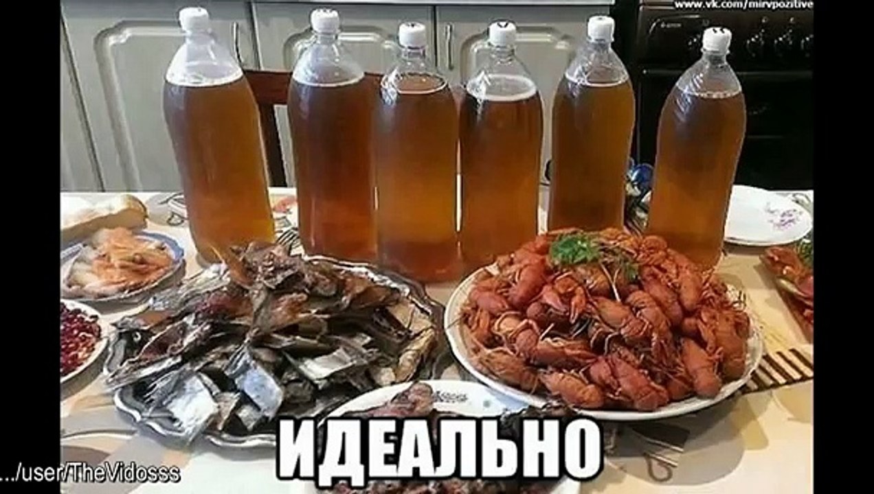 Funny Videos