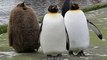 Divertido Pingüinos Mejor falla Compilación 2014