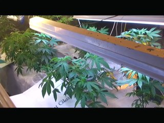 Marijuana grower William Hewitt.