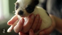 Chihuahua Puppy thinks shes a Baby Goat