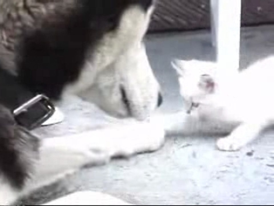 un husky et un chat