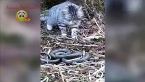 Cat vs Cobra Snake Attack Wild Animals Fight