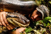 Serpientes Anacondas gigantes