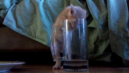 Tiny Kitten Just Wants Milk