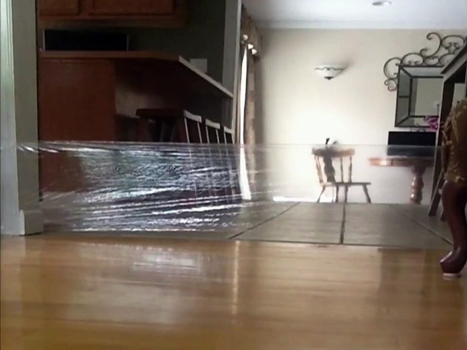 Woman's Prank On Cat Backfires