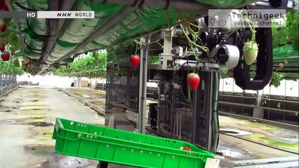 Strawberry picking robot